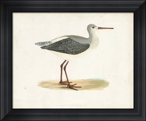 Framed Sandpiper I Print