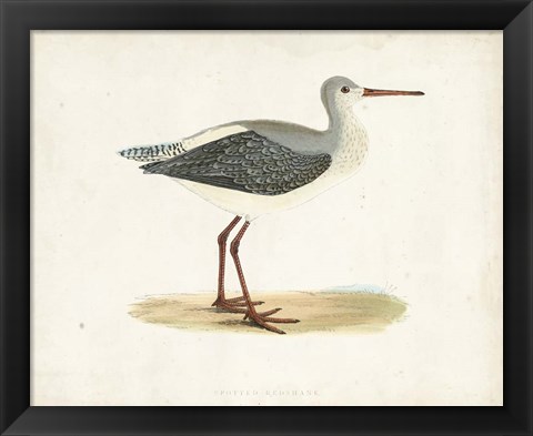 Framed Sandpiper I Print