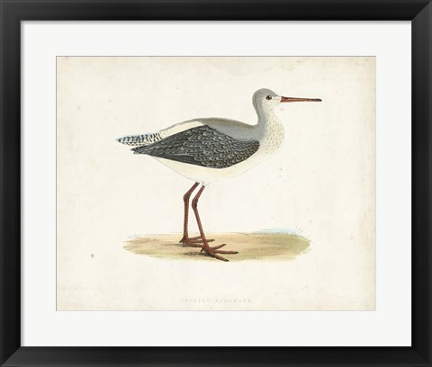 Framed Sandpiper I Print