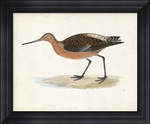 Framed Sandpiper II Print