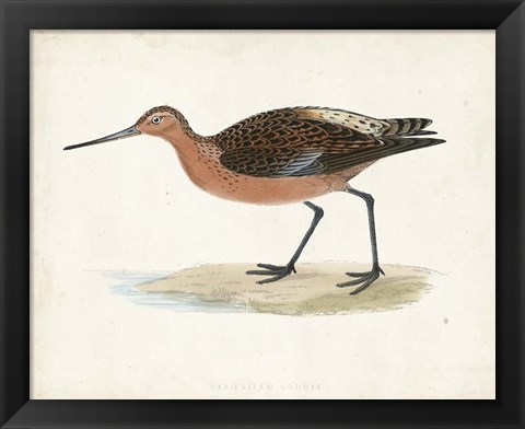 Framed Sandpiper II Print