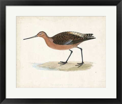 Framed Sandpiper II Print