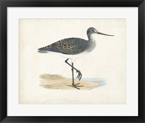 Framed Sandpiper III Print