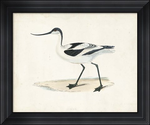 Framed Sandpiper IV Print