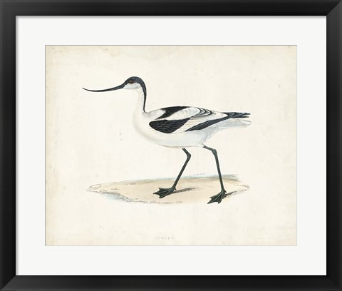 Framed Sandpiper IV Print