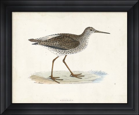 Framed Sandpiper V Print
