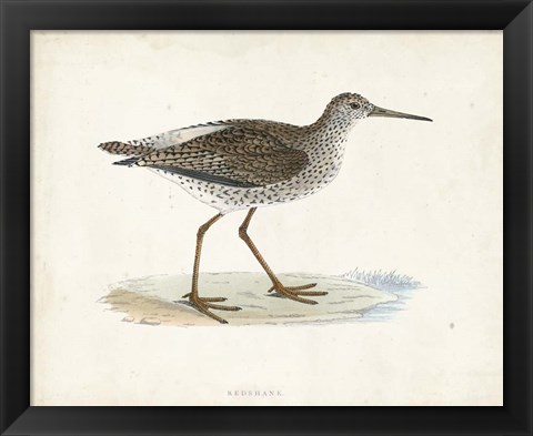 Framed Sandpiper V Print