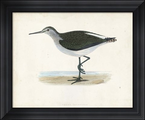 Framed Sandpiper VI Print