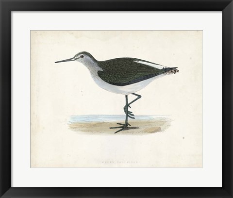 Framed Sandpiper VI Print