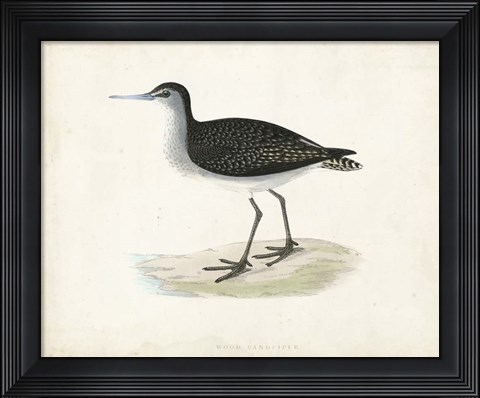 Framed Sandpiper VIII Print