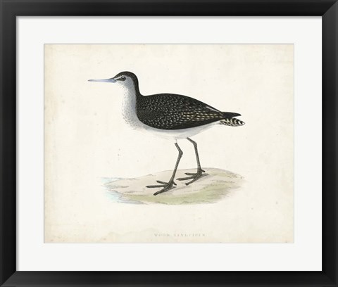 Framed Sandpiper VIII Print