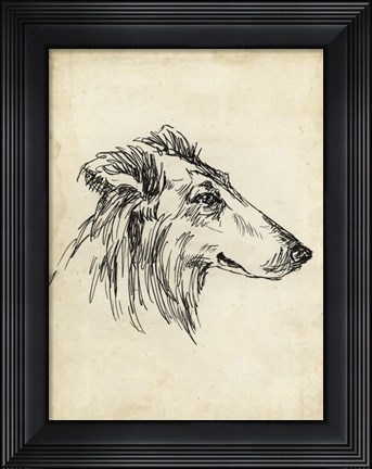 Framed Breed Studies XII Print