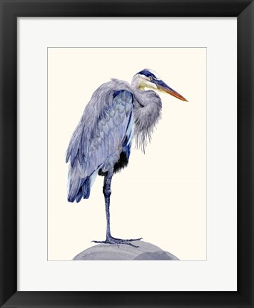 Framed Heron Study II Print