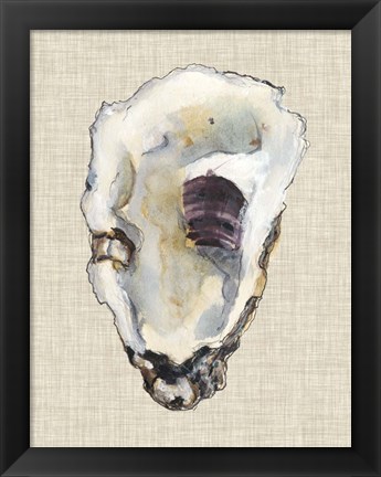 Framed Oyster Shell Study III Print