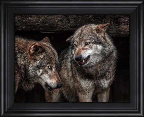 Framed Wolfpack Print