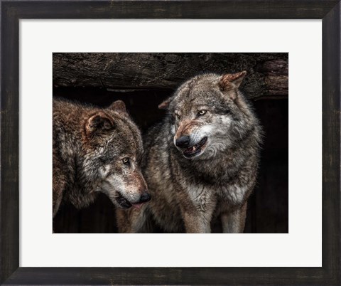 Framed Wolfpack Print