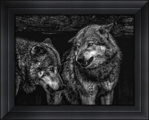 Framed Wolfpack Black &amp; White Print