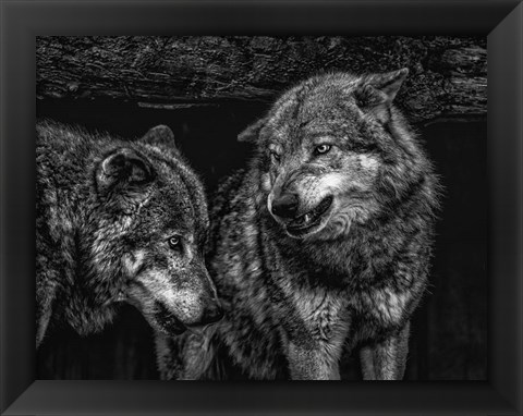 Framed Wolfpack Black &amp; White Print