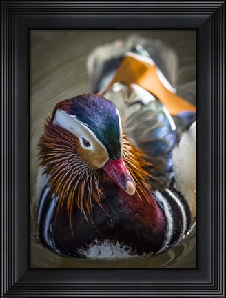 Framed Manderin Print
