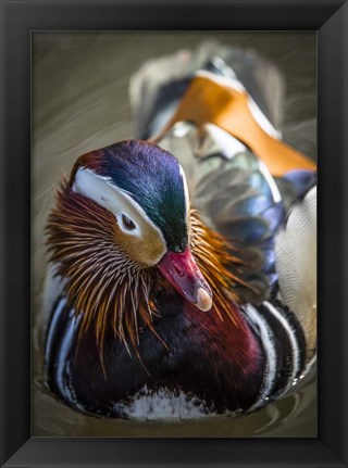 Framed Manderin Print
