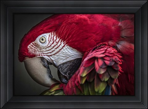 Framed Red Ara Parrot Print