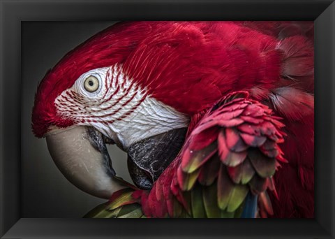 Framed Red Ara Parrot Print