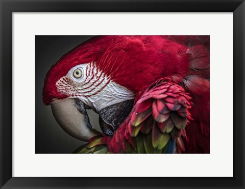 Framed Red Ara Parrot Print