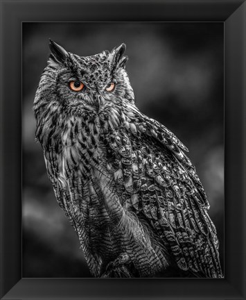 Framed Wise Owl 2  Black &amp; White Print