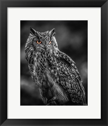 Framed Wise Owl 2  Black &amp; White Print