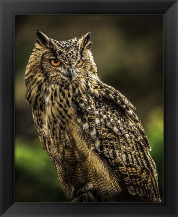 Framed Wise Owl 2 Print