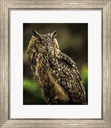 Framed Wise Owl 2 Print