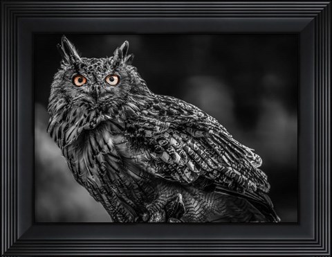 Framed Wise Owl 3 Black &amp; White Print