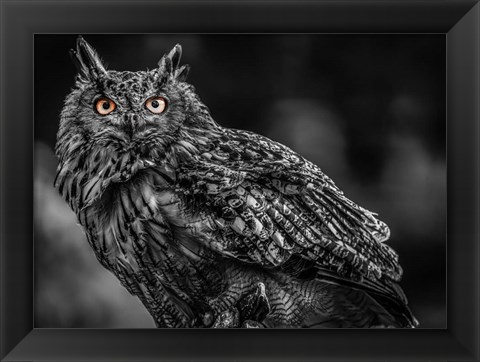 Framed Wise Owl 3 Black &amp; White Print