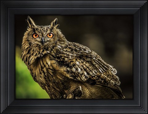 Framed Wise Owl 3 Print