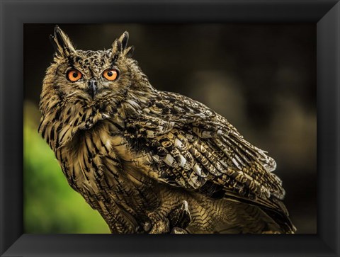 Framed Wise Owl 3 Print