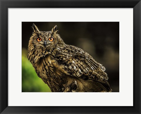 Framed Wise Owl 3 Print