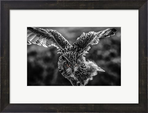 Framed Wise Owl 4 Black &amp; White Print