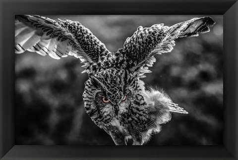 Framed Wise Owl 4 Black &amp; White Print