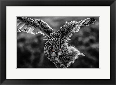 Framed Wise Owl 4 Black &amp; White Print