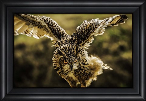 Framed Wise Owl 4 Print