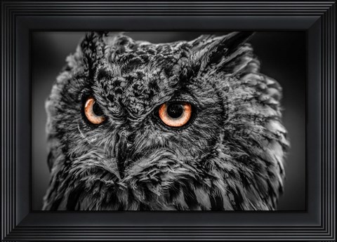 Framed Wise Owl 5 Black &amp; White Print
