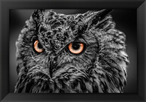 Framed Wise Owl 5 Black &amp; White Print