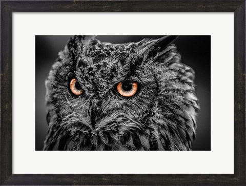 Framed Wise Owl 5 Black &amp; White Print