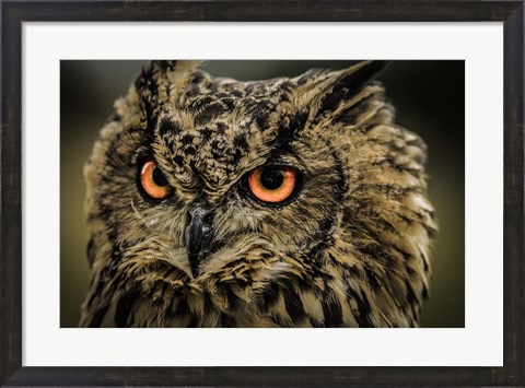 Framed Wise Owl 5 Print