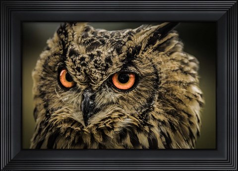 Framed Wise Owl 5 Print