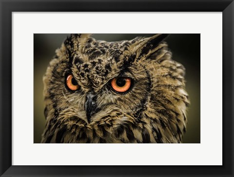 Framed Wise Owl 5 Print