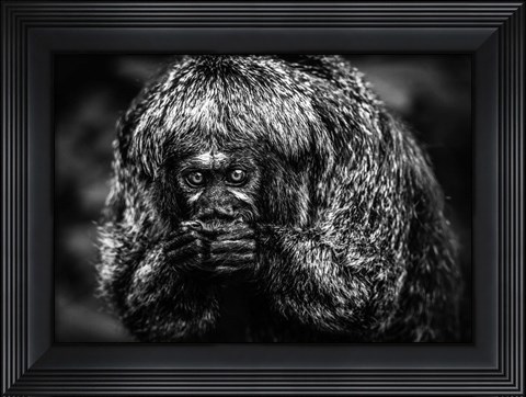 Framed Little Monkey Black &amp; White Print