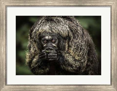 Framed Little Monkey Eating Print