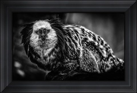 Framed Little Cute Monkey Black &amp; White Print