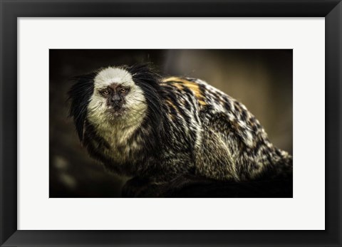 Framed Little Cute Monkey Print